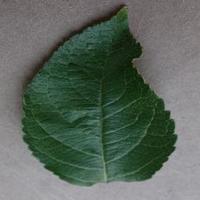 Dataset Image
