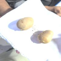Dataset Image