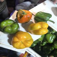 Dataset Image