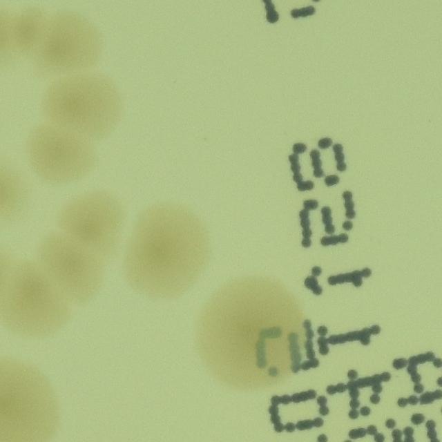 Dataset Image