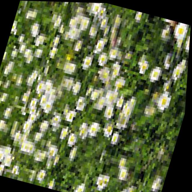 Dataset Image