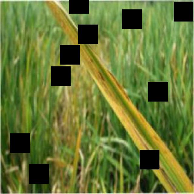 Dataset Image