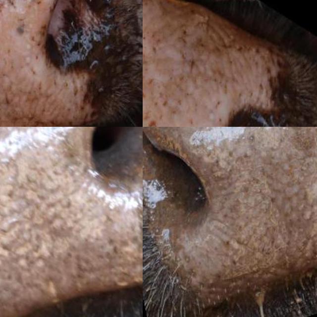 Dataset Image