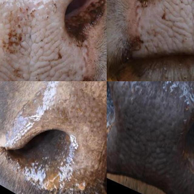 Dataset Image