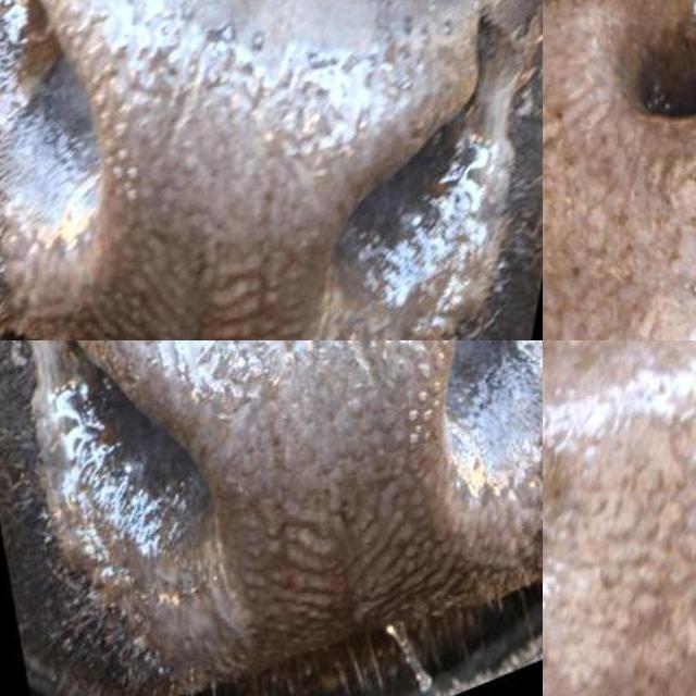 Dataset Image