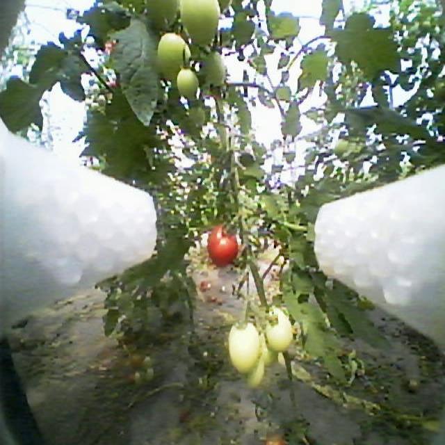 Dataset Image