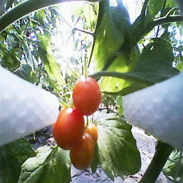 Dataset Image