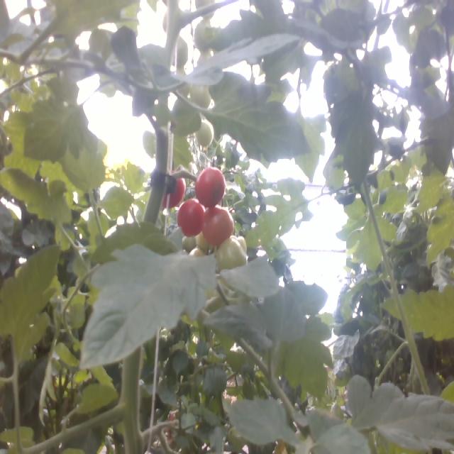 Dataset Image