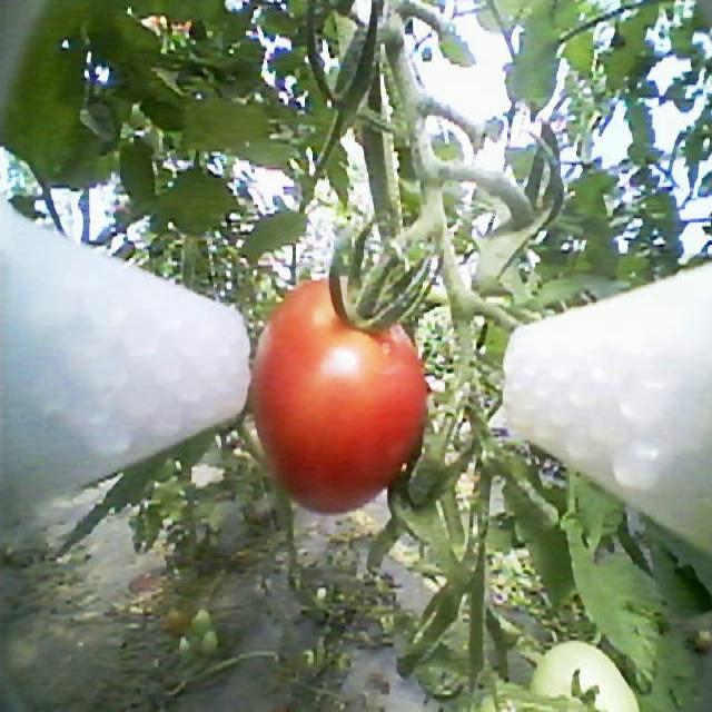 Dataset Image