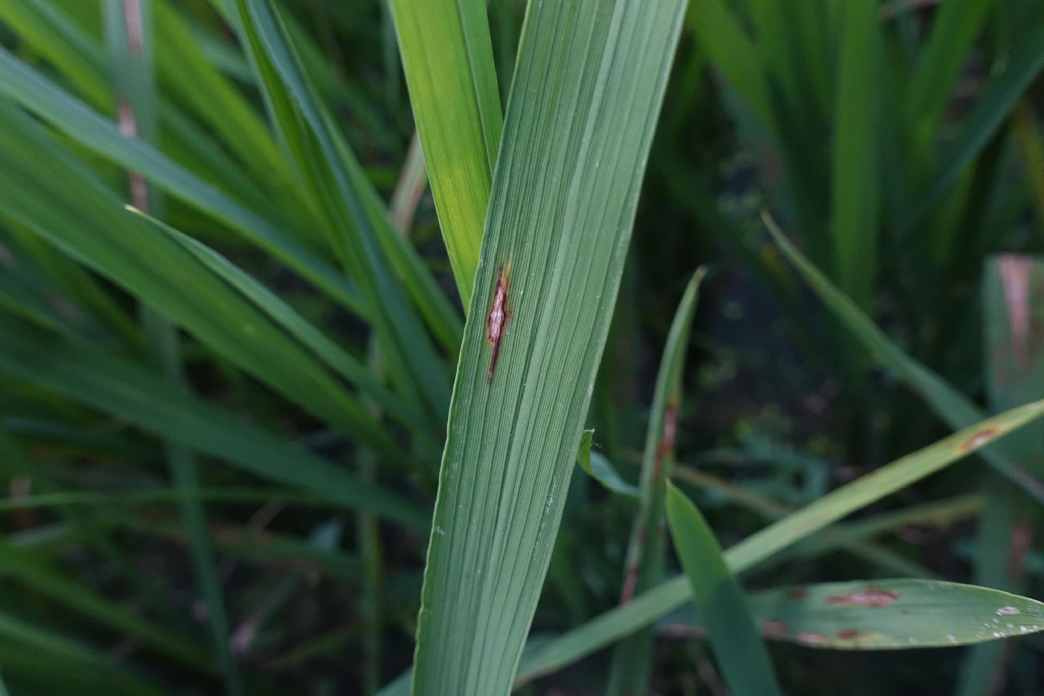 Dataset Image