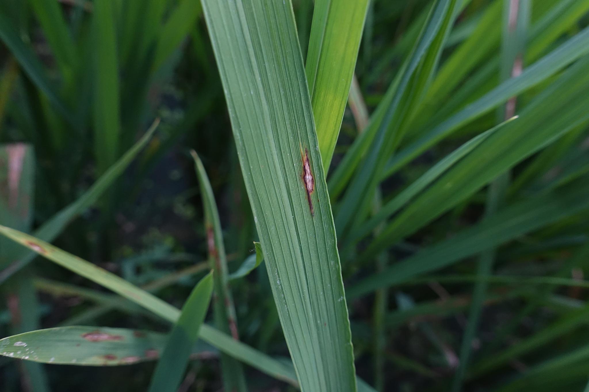Dataset Image