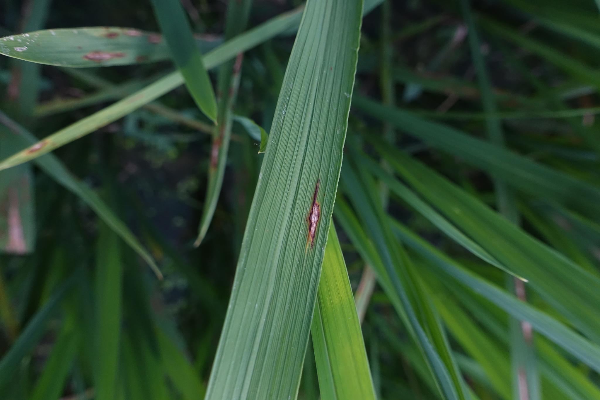 Dataset Image