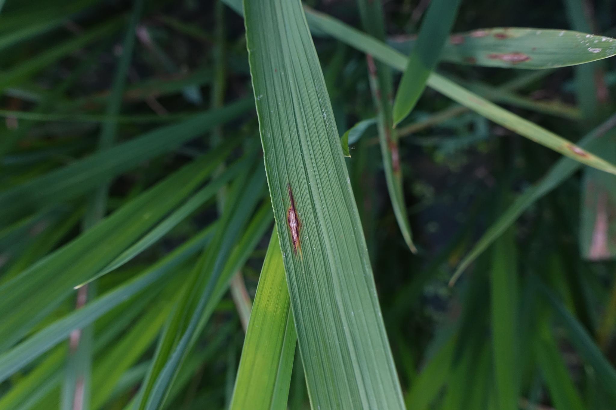 Dataset Image