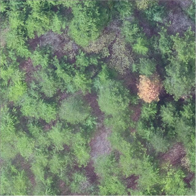 Dataset Image