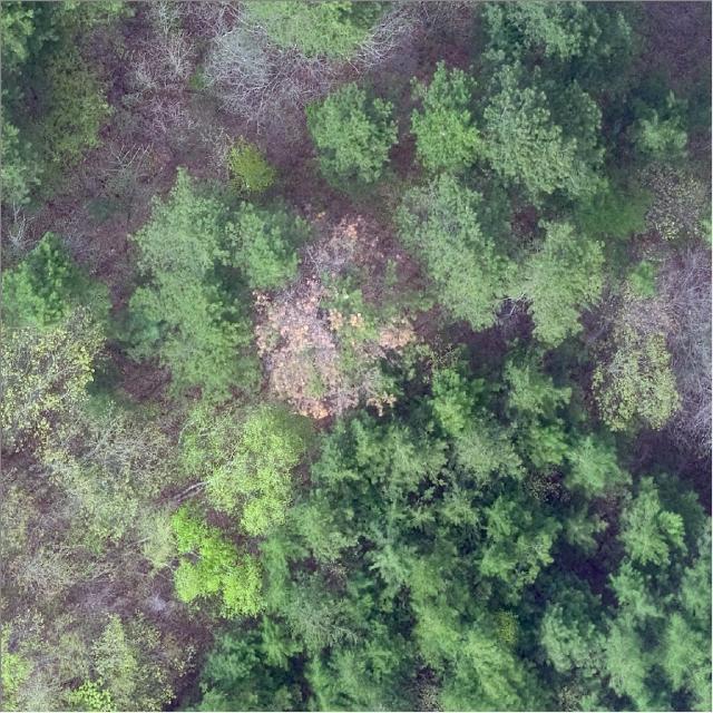 Dataset Image