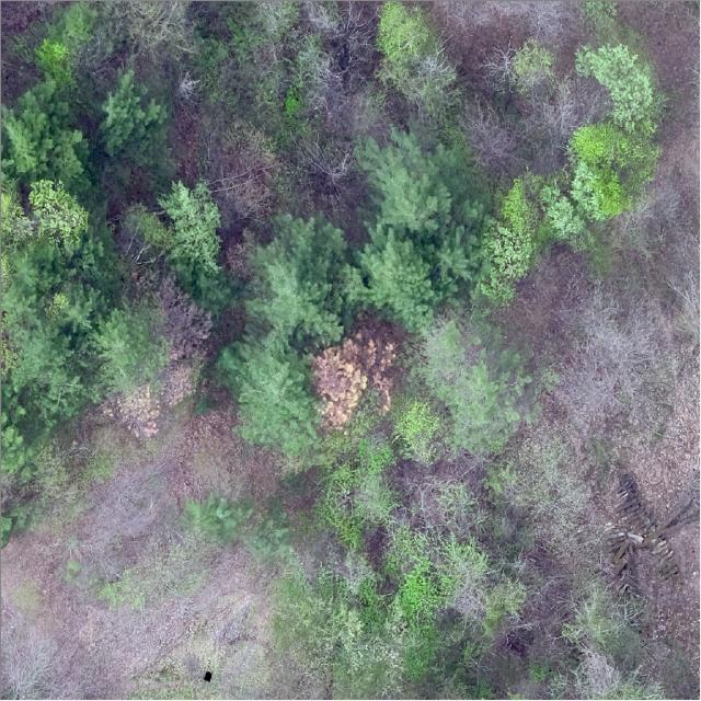 Dataset Image