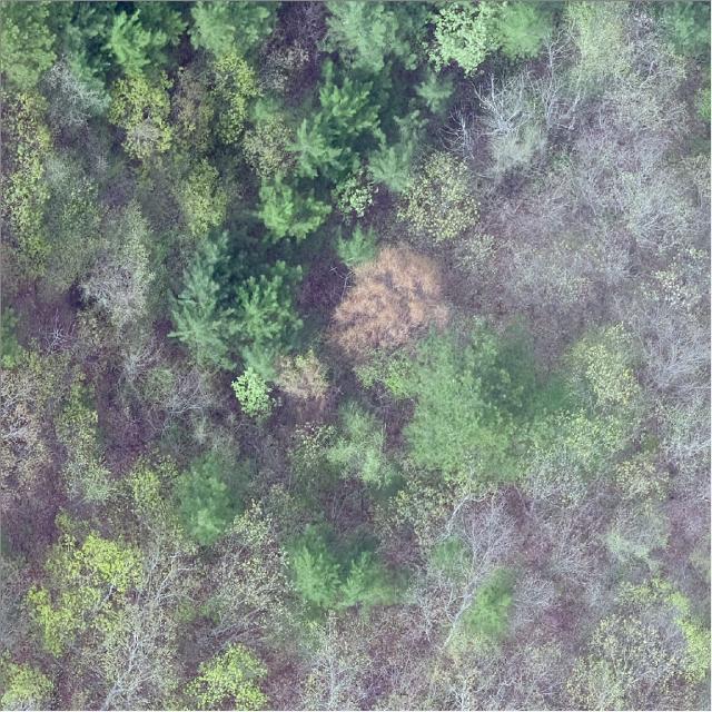 Dataset Image