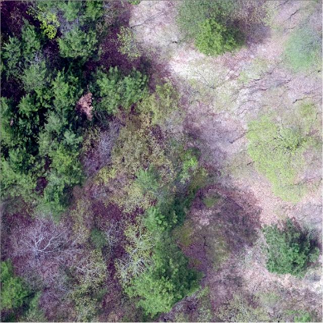 Dataset Image