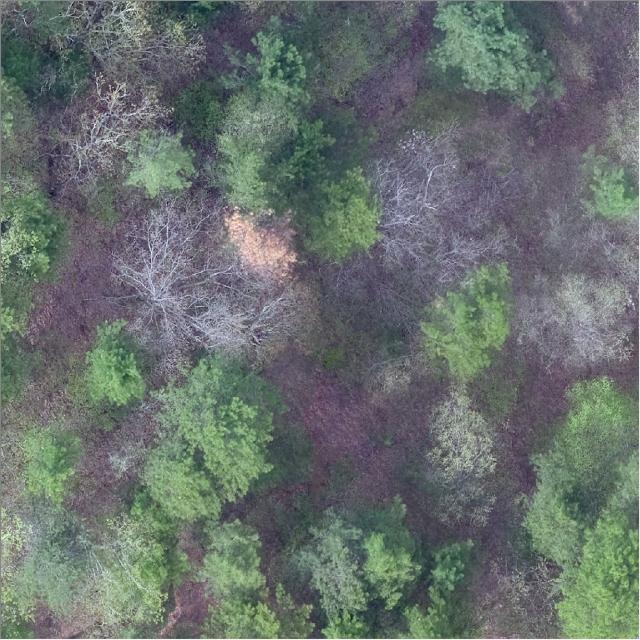 Dataset Image