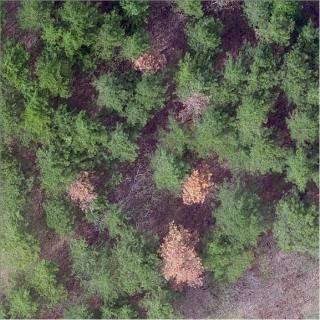 Dataset Image