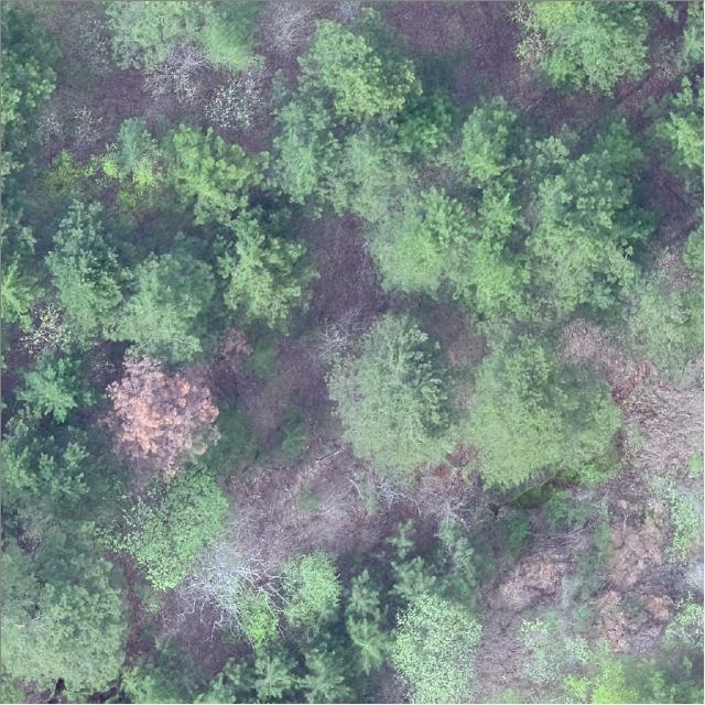 Dataset Image