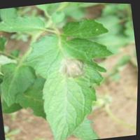 Dataset Image
