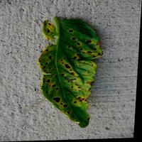 Dataset Image