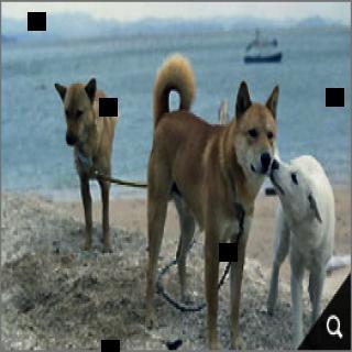 Dataset Image