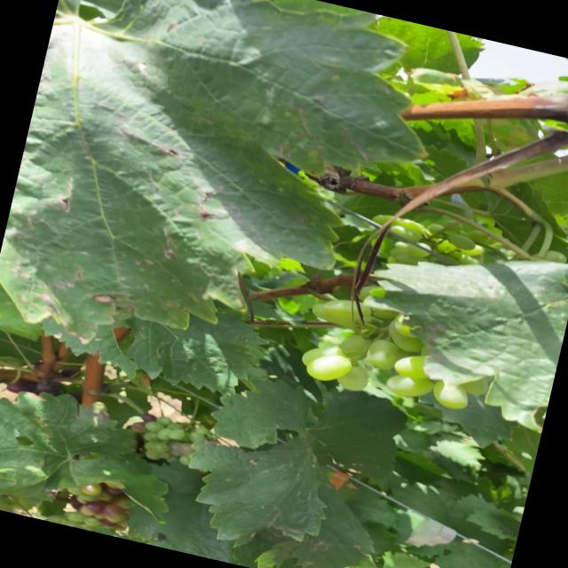 Dataset Image