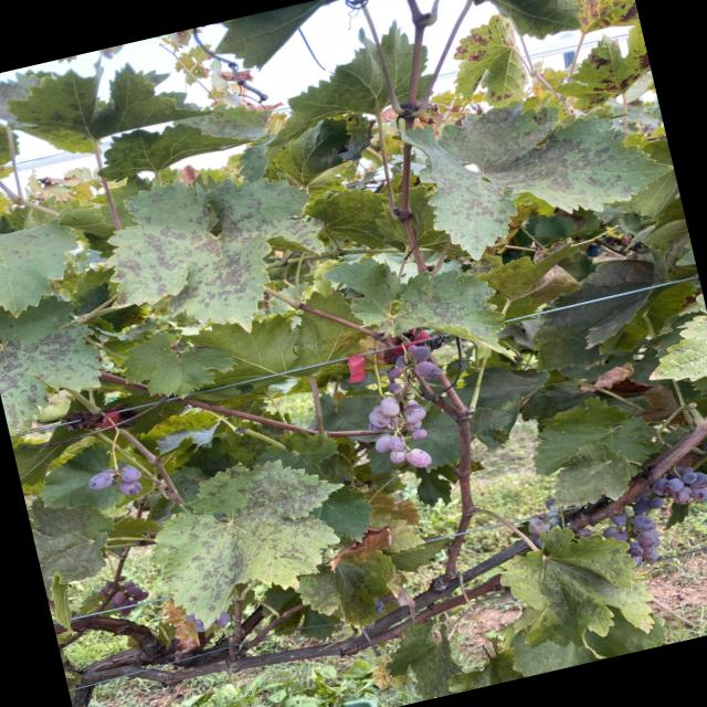 Dataset Image