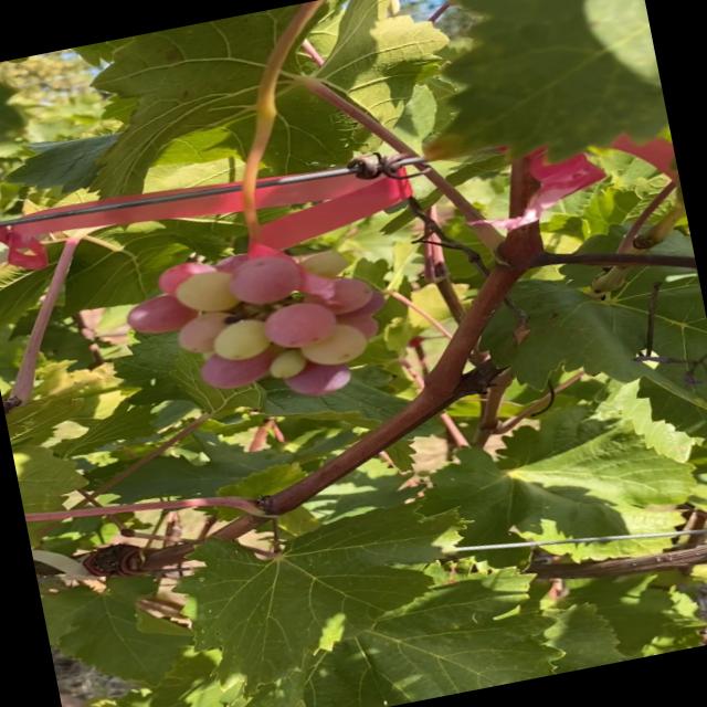 Dataset Image