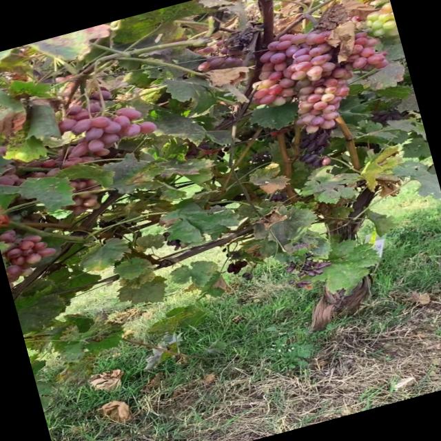 Dataset Image