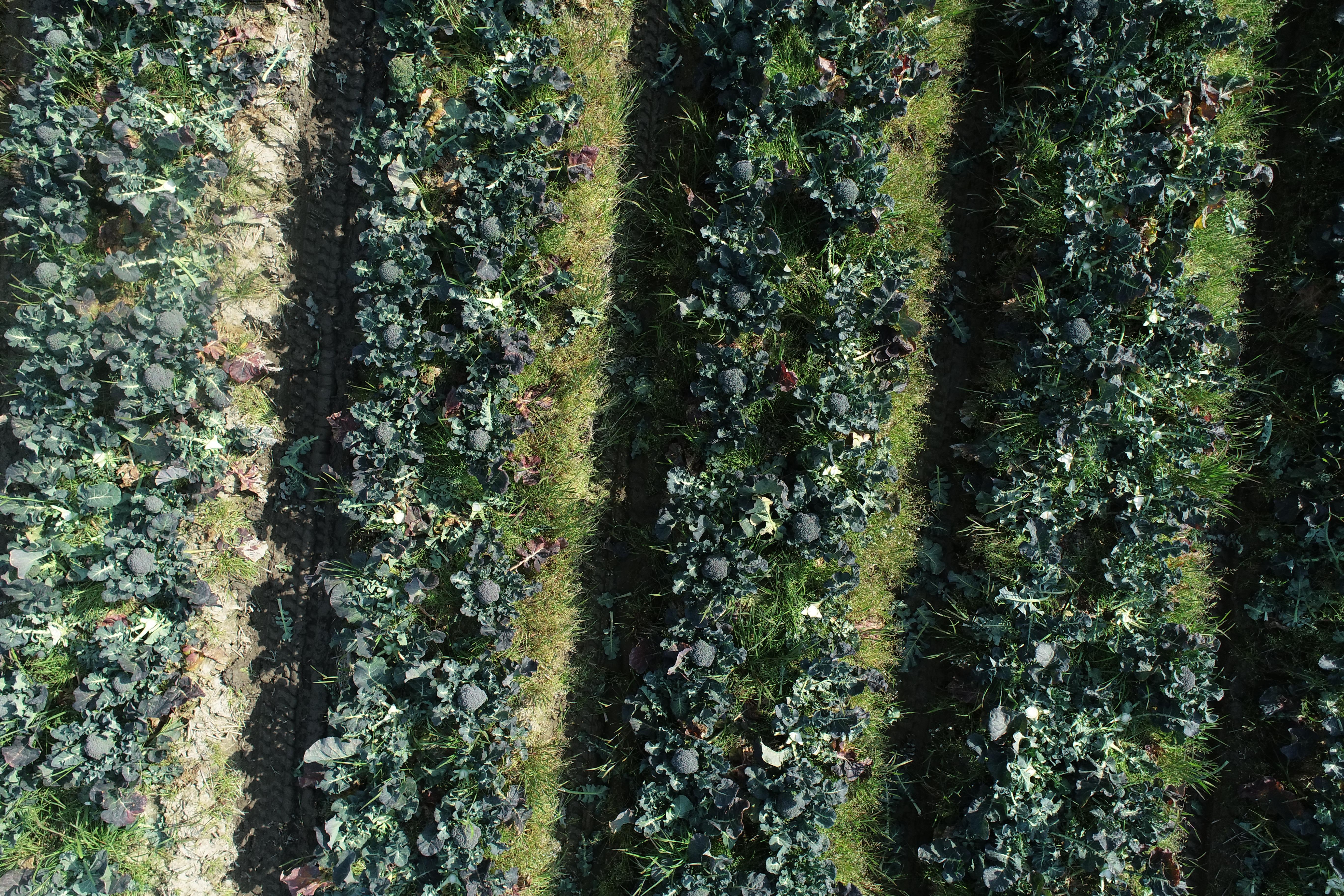 Dataset Image