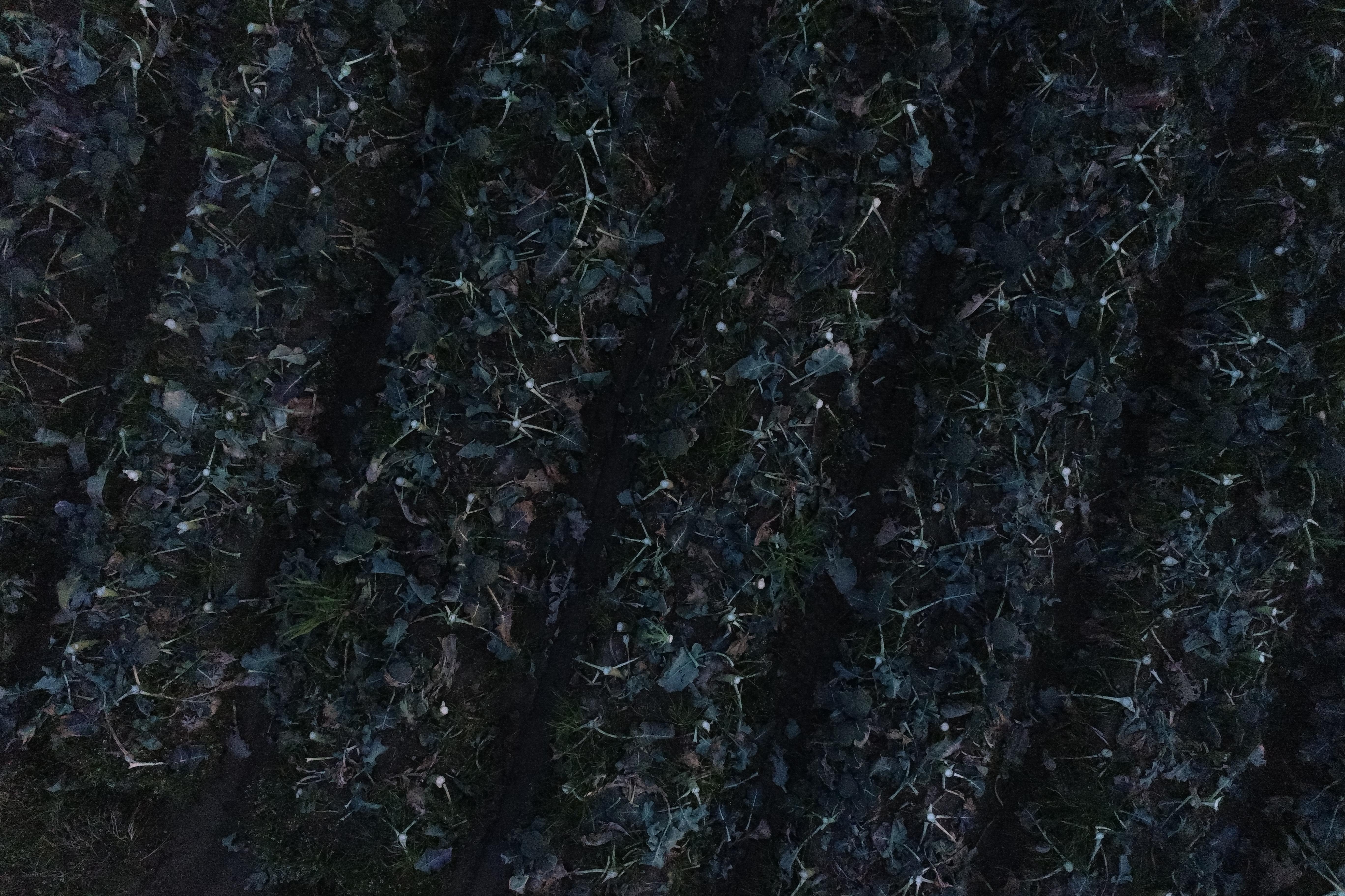 Dataset Image