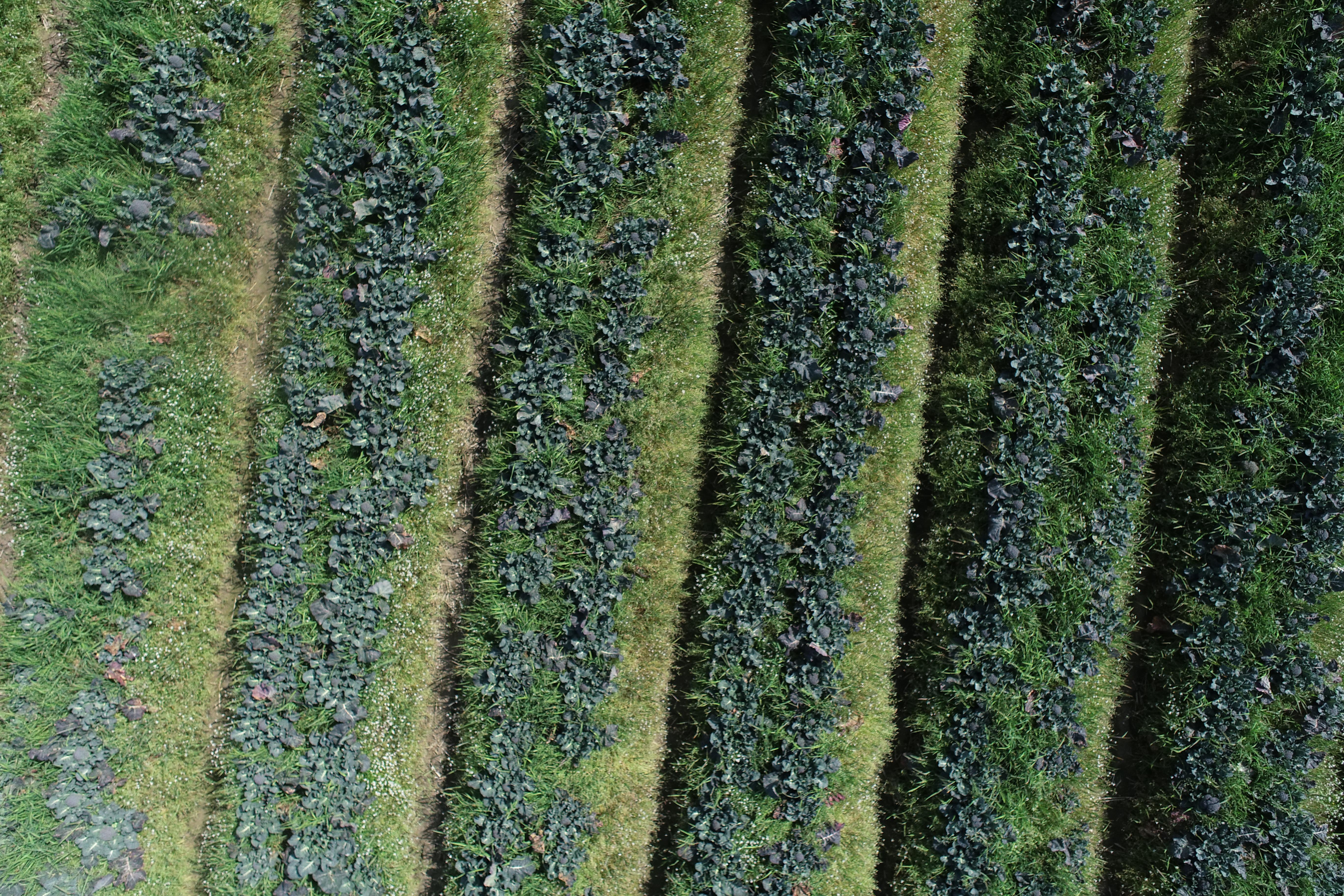 Dataset Image