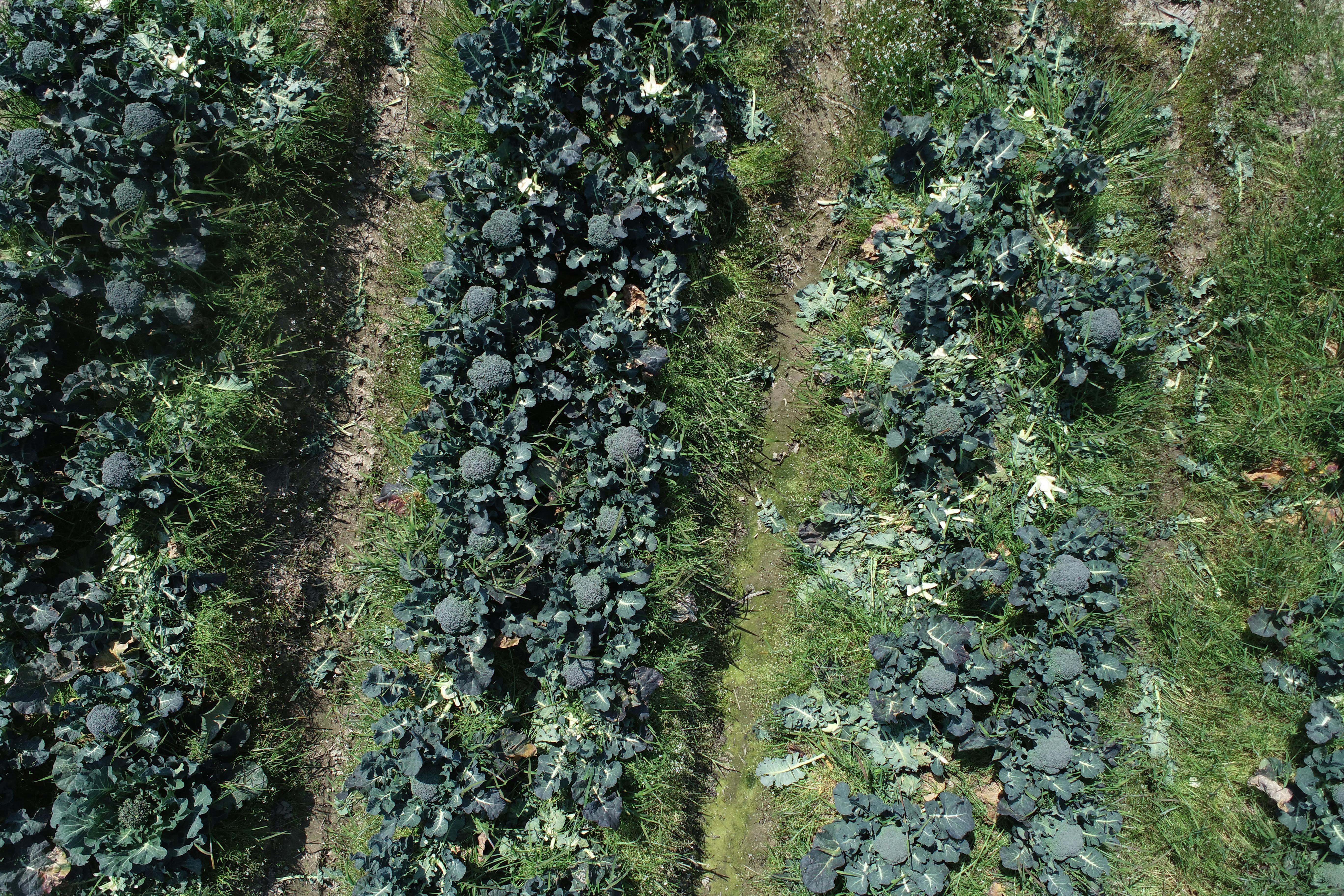 Dataset Image