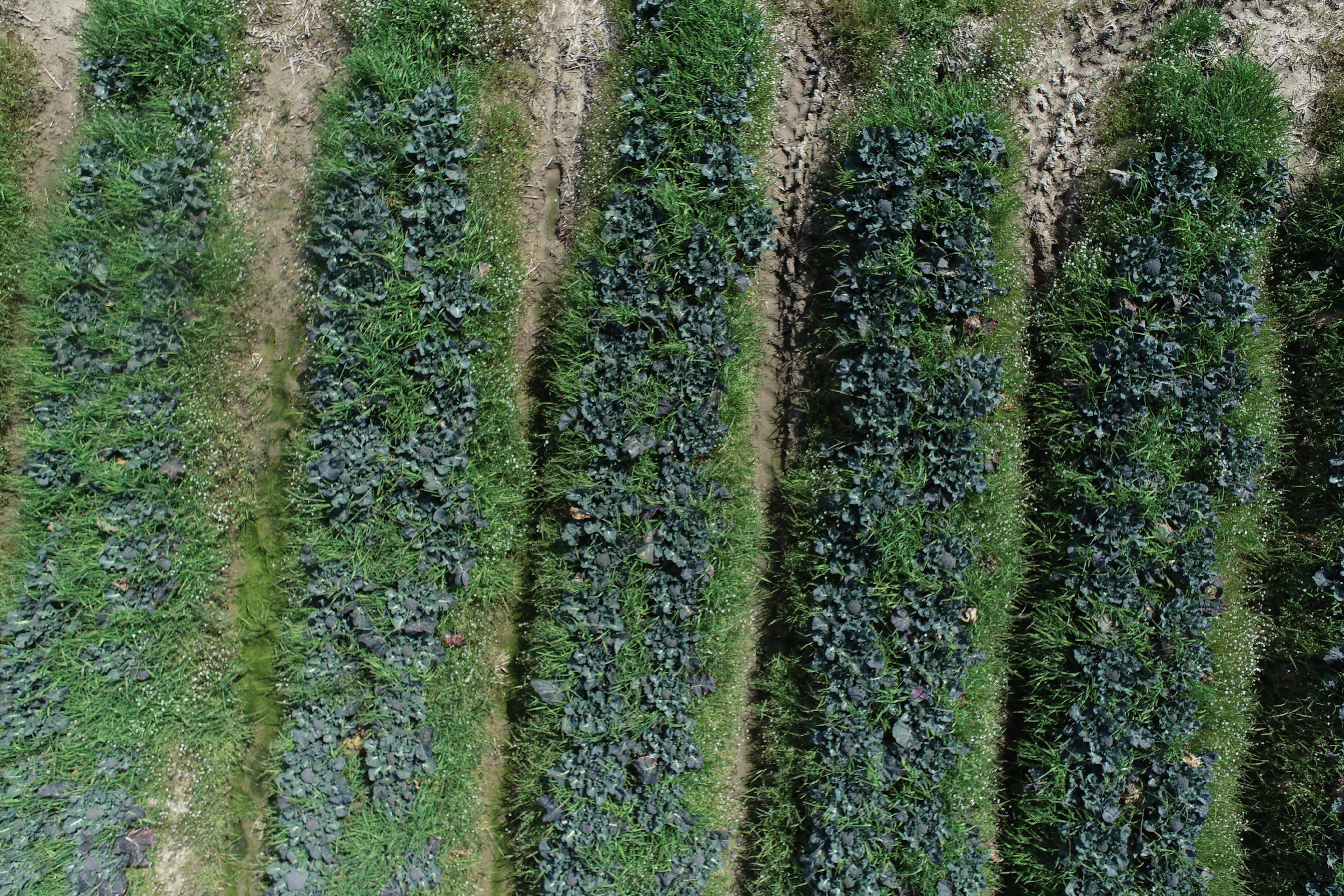 Dataset Image