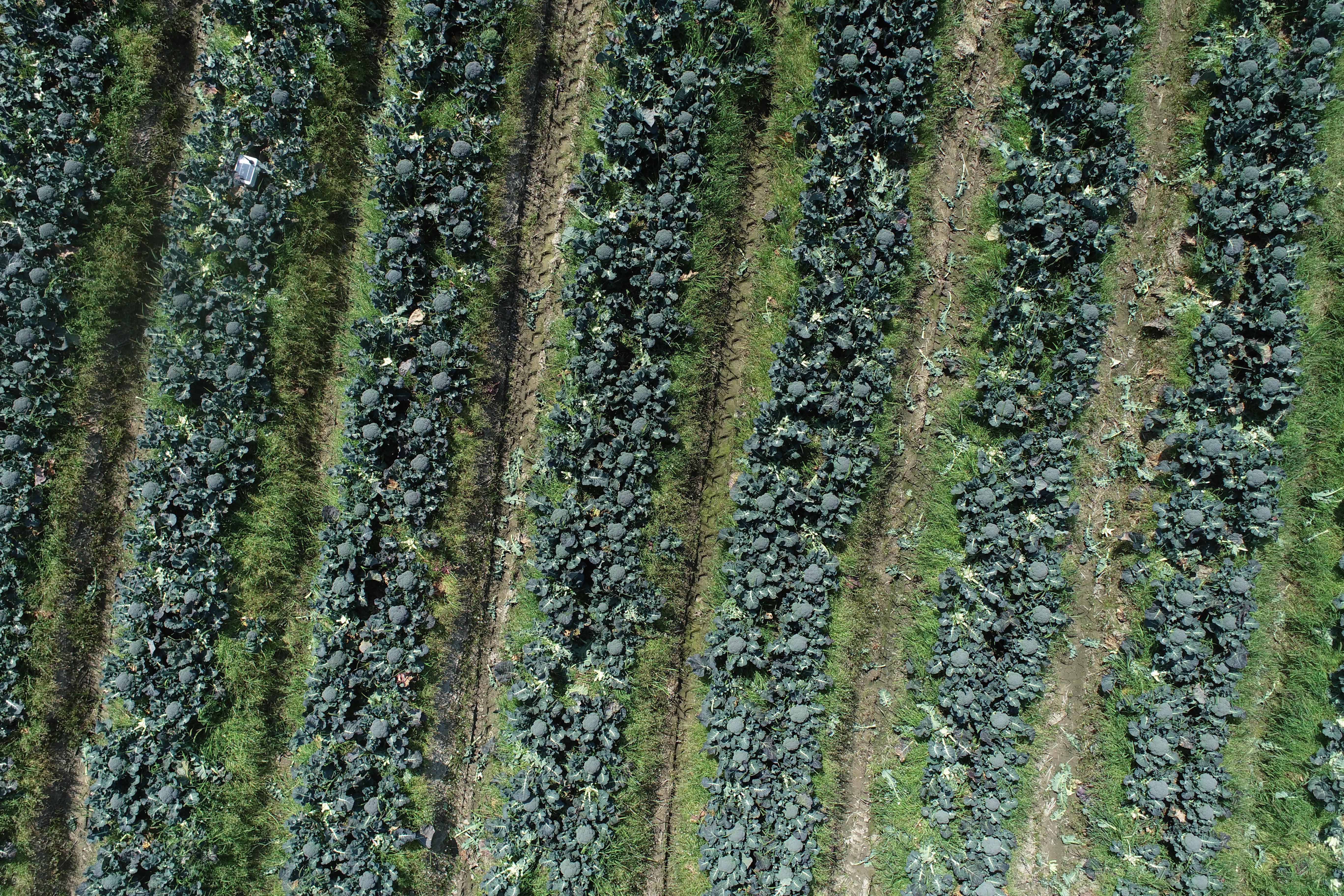 Dataset Image