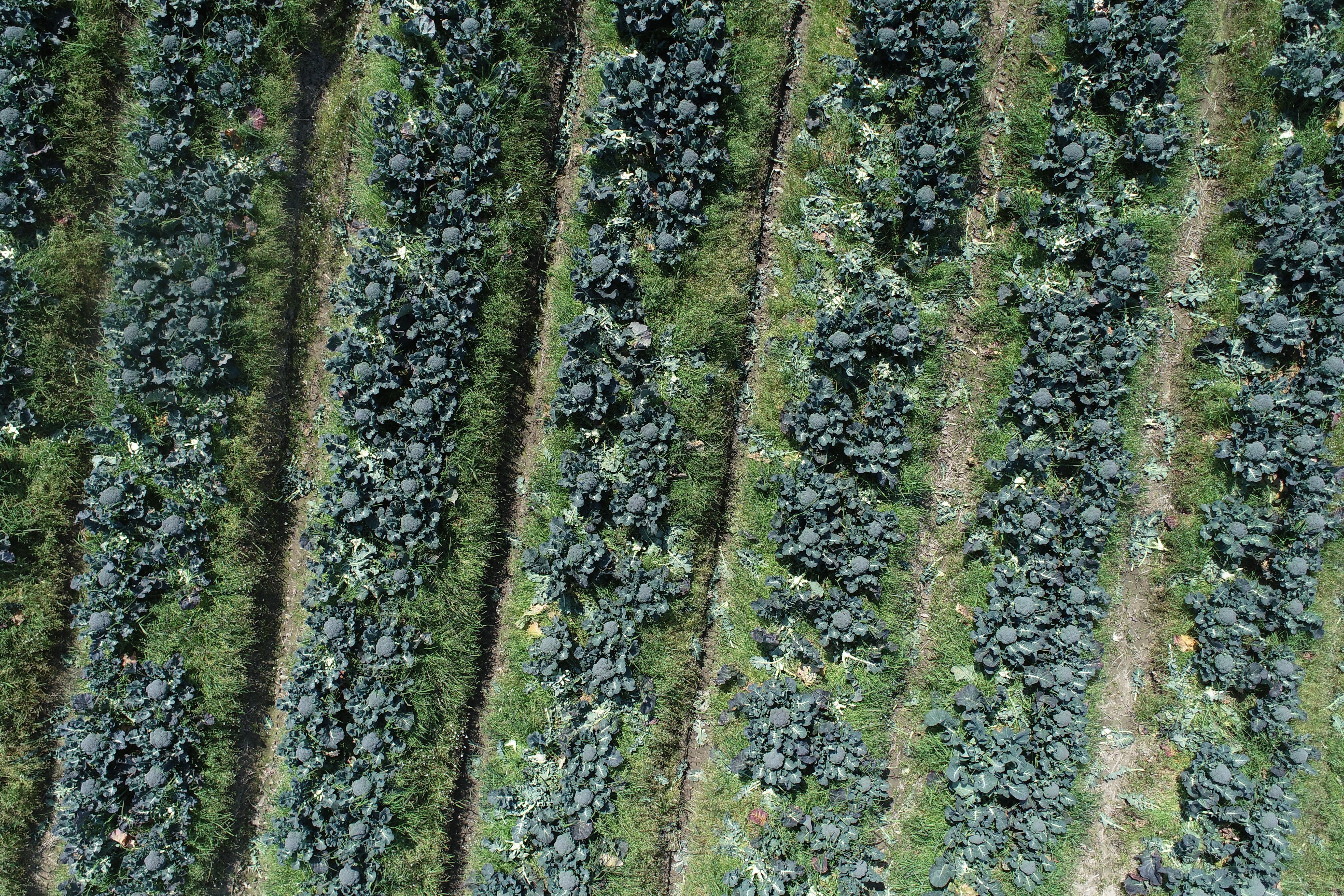 Dataset Image