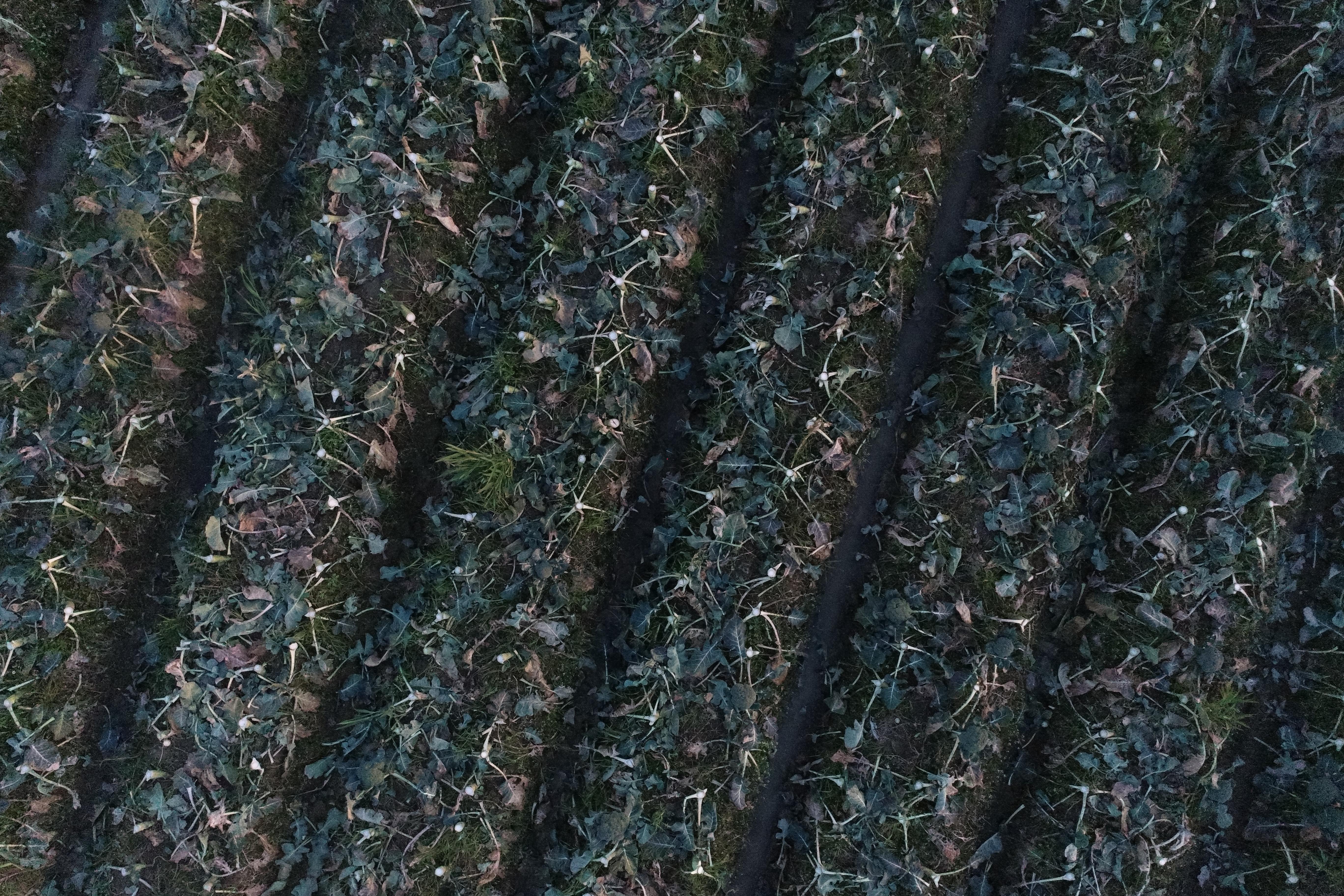 Dataset Image