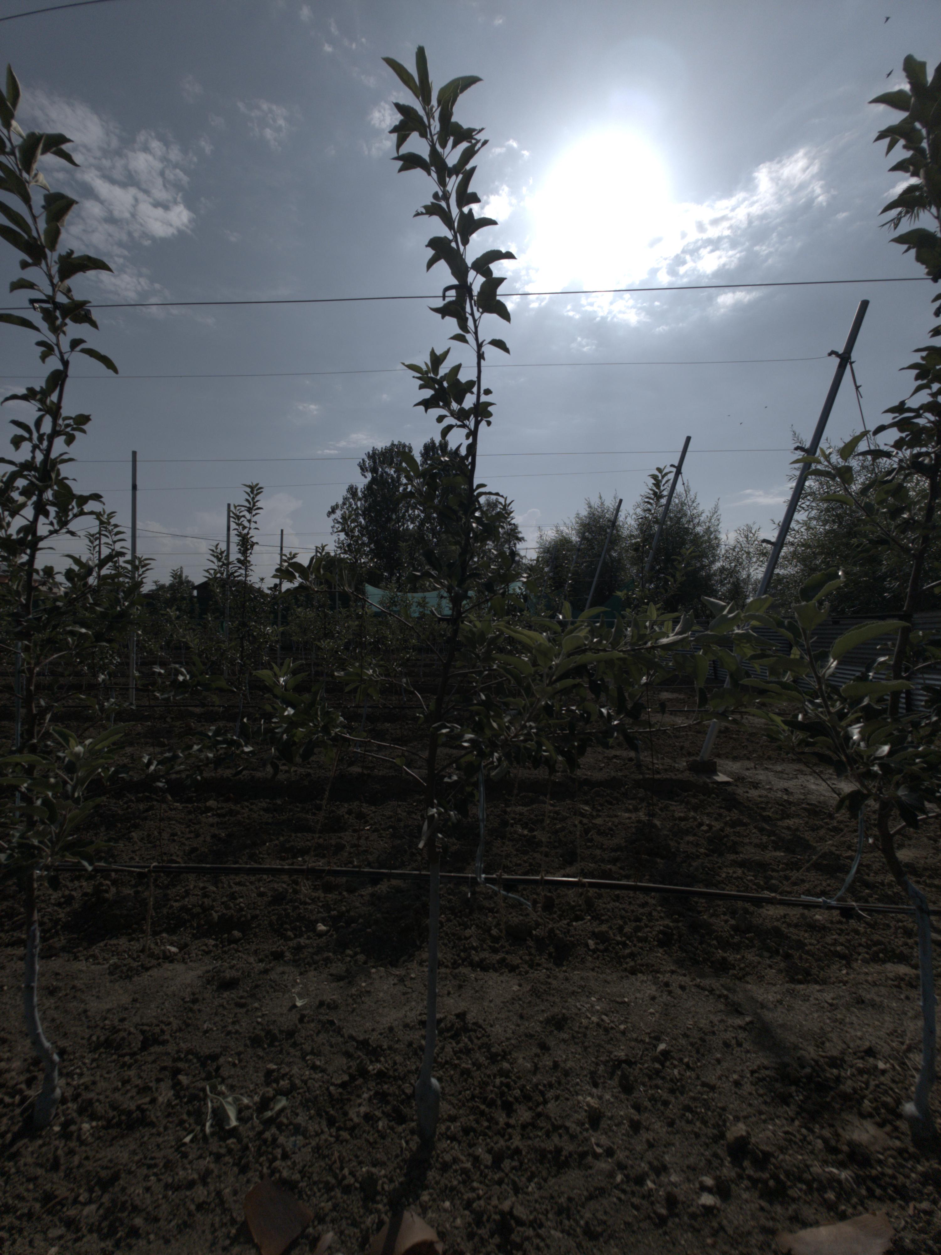 Dataset Image