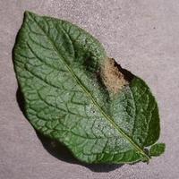 Dataset Image