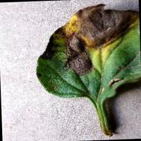 Dataset Image