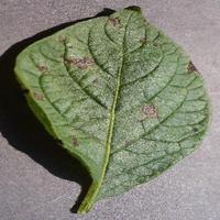 Dataset Image