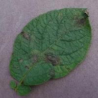 Dataset Image