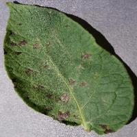 Dataset Image
