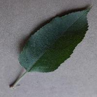 Dataset Image