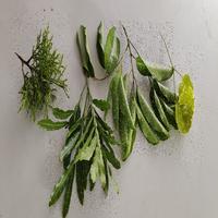 Dataset Image