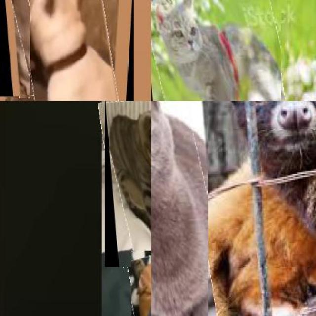 Dataset Image
