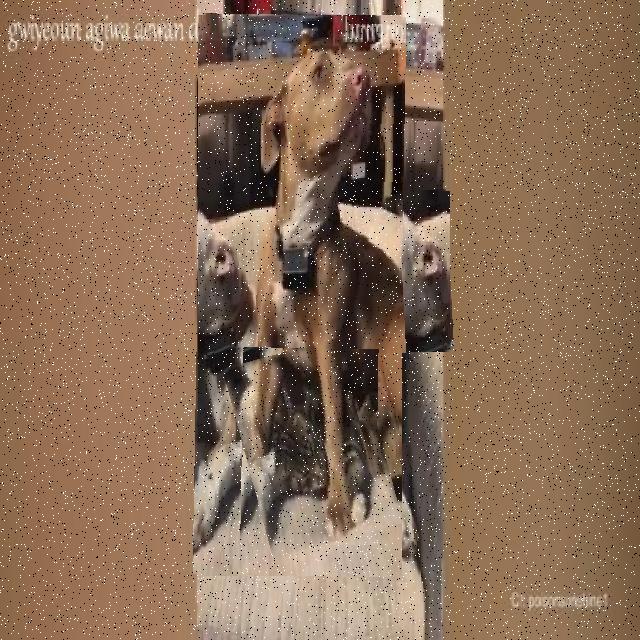 Dataset Image